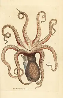 Cuttlefish: Common octopus, Octopus vulgaris