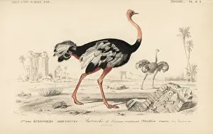 Dorbigny: Common ostrich, Struthio camelus