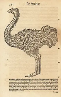 Struthio: Common ostrich, Struthio camelus