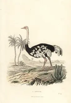 Achille Richard: Common ostrich, Struthio camelus