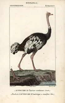 Jean Francois: Common ostrich, Struthio camelus, with foot