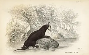 Lutra: Common otter, Lutra lutra