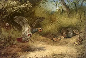 Doves: Common Partridge, Perdix perdix