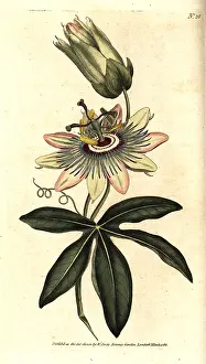 Passionflower: Common passionflower, Passiflora caerulea