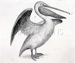 Pelicans: COMMON PELICAN