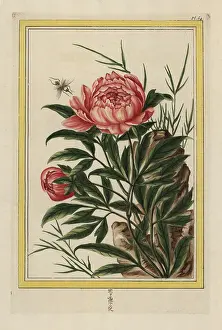 Paeonia: Common peony, Paeonia officinalis