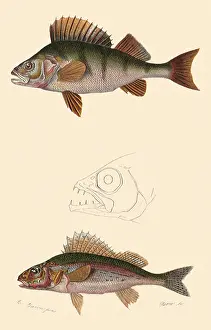 Perca: A Common Perch and a Ruffe