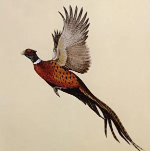 Malcolm Greensmith Collection: A Common Pheasant alarmed