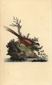 Colchicus: Common pheasant, Phasianus colchicus