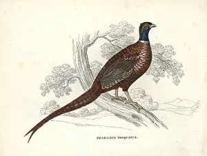 Torquatus: Common pheasant, Phasianus colchicus