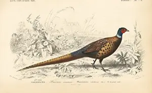 Travies: Common pheasant, Phasianus colchicus