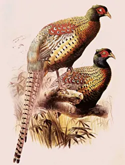 Colchicus: Common Pheasant, Phasianus colchicus