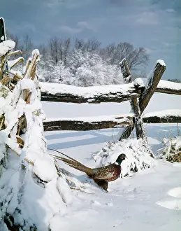 Colchicus: COMMON PHEASANT Phasianus colchicus COCK BY SNOWY