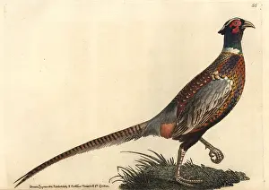 Elford: Common pheasant (ring-necked), Phasianus colchicus torquatus