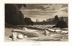 Clam: Common piddock shells, Pholas dactylus, on a beach