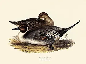 Anas: Common Pintail, Anas acuta