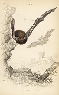Pipistrelle: Common pipistrelle, Pipistrellus pipistrellus