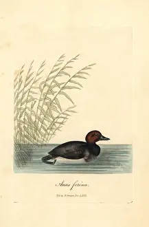 Aythya: Common pochard, Aythya ferina