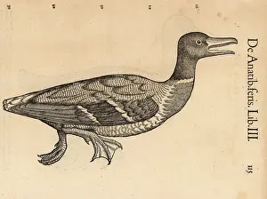 Wechel: Common pochard, Aythya ferina, vulnerable