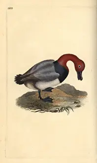 Red Headed: Common pochard or red-headed wigeon, Aythra ferina (male)