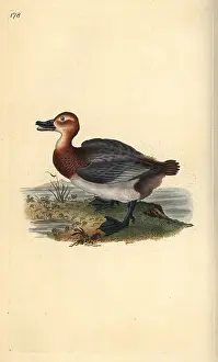 Red Headed: Common pochard or red-headed wigeon, Aythra ferina (female)