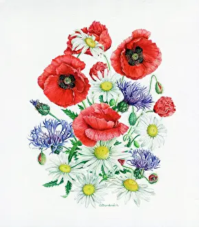 Cornflower: Common Poppy, Ox-eye Daisy and Cornflower