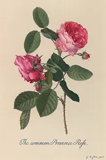 Dionysius: Common Provence Rose