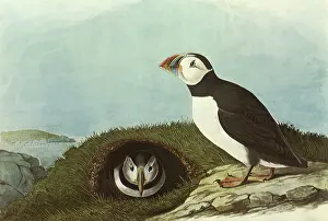 Burrow: Common Puffins