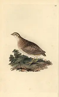 Quail: Common quail, Coturnix coturnix