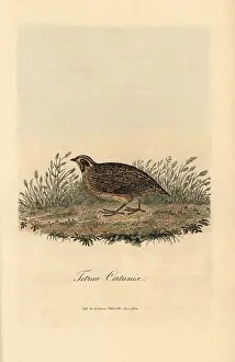 Quail: Common quail, Coturnix coturnix
