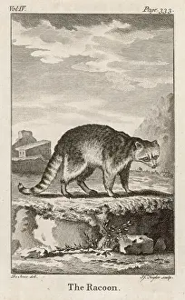 Raccoon: COMMON RACCOON