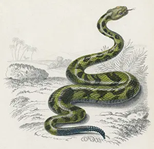 Crotalus: COMMON RATTLE SNAKE/DUHN