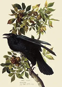 Hickory: Common Raven