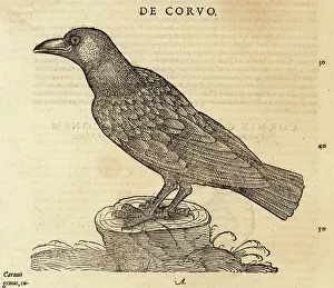 Xylograph: Common raven, Corvus corax