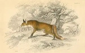 Naturalists: Common or Red Fox (Vulpes vulpes), native of the