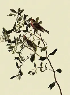 Redpoll: Common Redpoll, Acanthis flammea