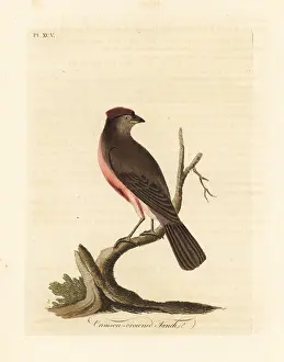 Carduelis: Common redpoll, Carduelis flammea