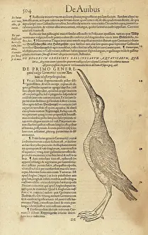 Xylograph: Common redshank, Tringa totanus