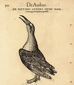 Xylograph: Common redshank, Tringa totanus