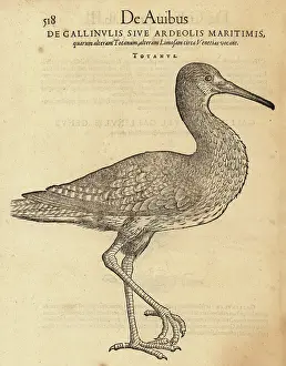 Xylograph: Common redshank, Tringa totanus