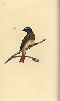 Redstart: Common redstart, Phoenicurus phoenicurus