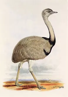 Rhea: Common Rhea, Rhea americana