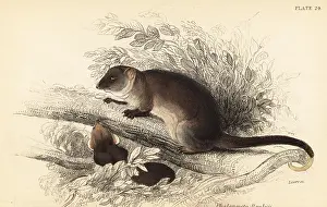 Steel Engraving: Common ringtail possum, Pseudocheirus peregrinus