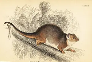 Steel Engraving: Common ringtail possum, Pseudocheirus peregrinus