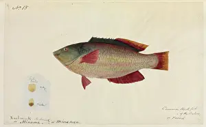 Psittaciformes: Common rock fish illustration by Robert Neill