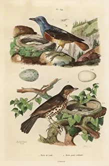 Merle: Common rock thrush, Monticola saxatilis, and