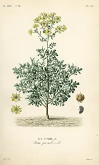 Ruta: Common rue or herb of grace, Ruta graveolens