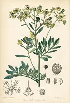 Ruta: Common rue, Ruta graveolens