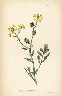 Homeopathy: Common rue, Ruta graveolens