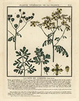 Traditional Medicine: Common rue, Ruta graveolens